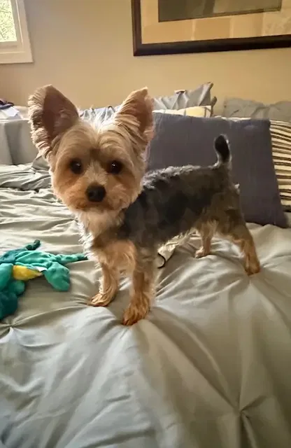 brown yorkie pup