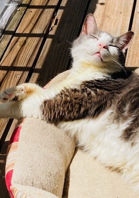 amys premium pet care photo 3