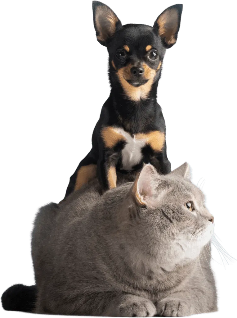 dog-cat