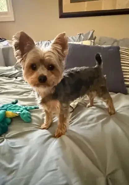 brown yorkie pup
