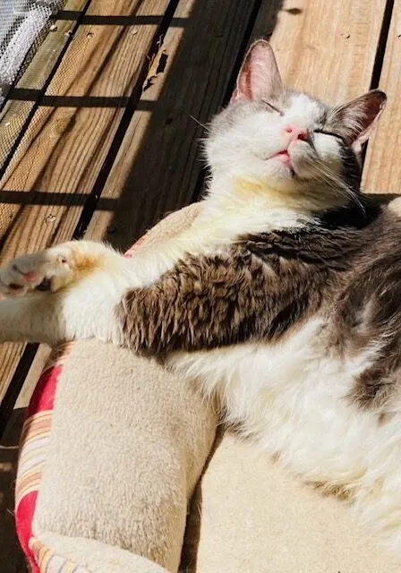 amys premium pet care photo 3