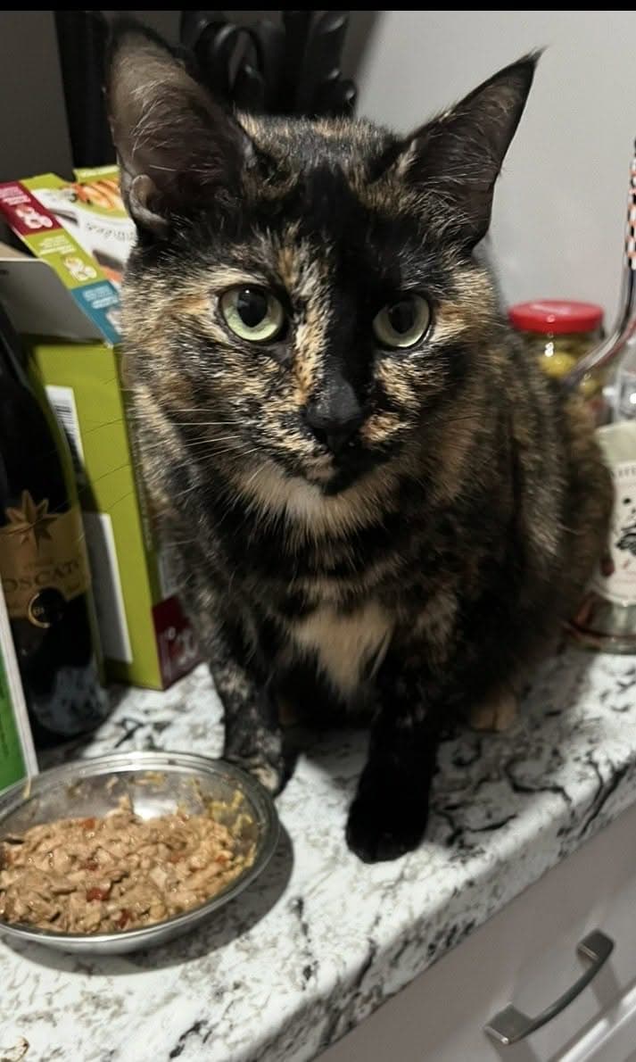 calico cat