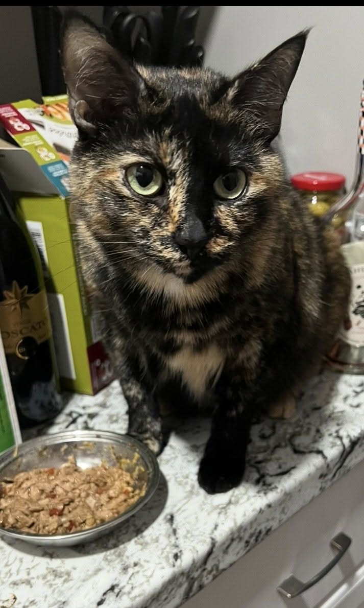 calico cat